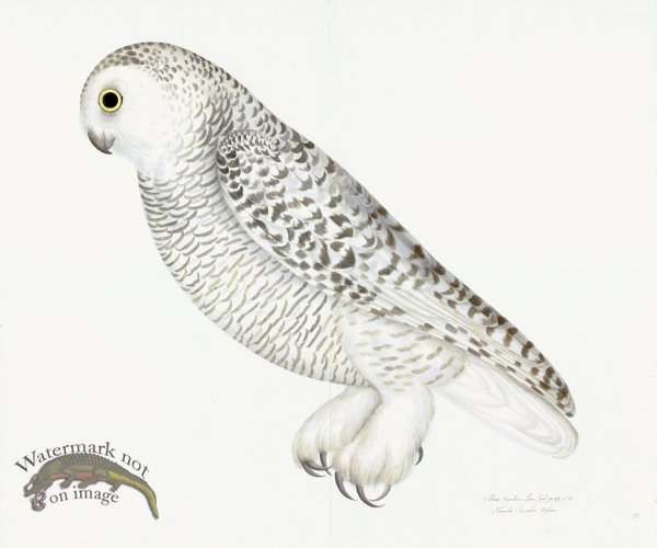 (image for) Rudbeck 027 SNOWY OWL 24x20