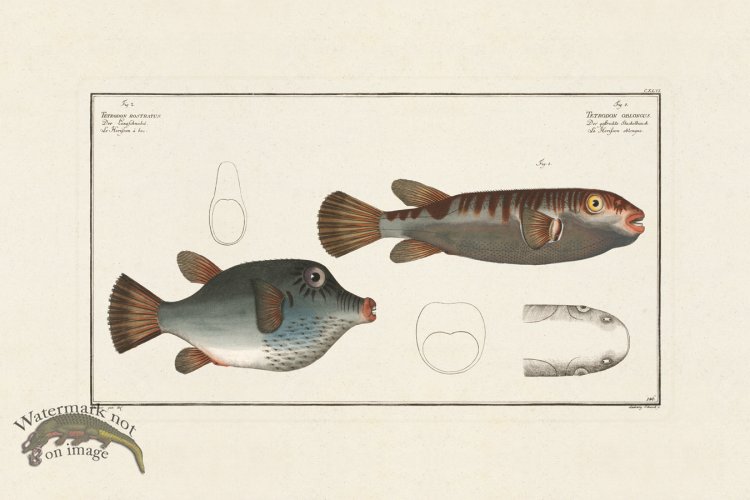 (image for) BLOCH FISH 146