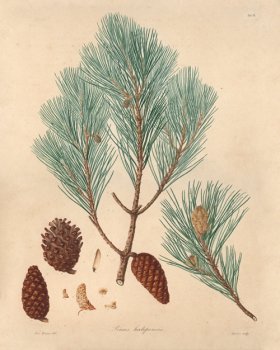 (image for) Lambert Pine 11