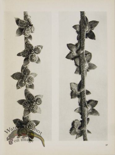 (image for) Blossfeldt T 027