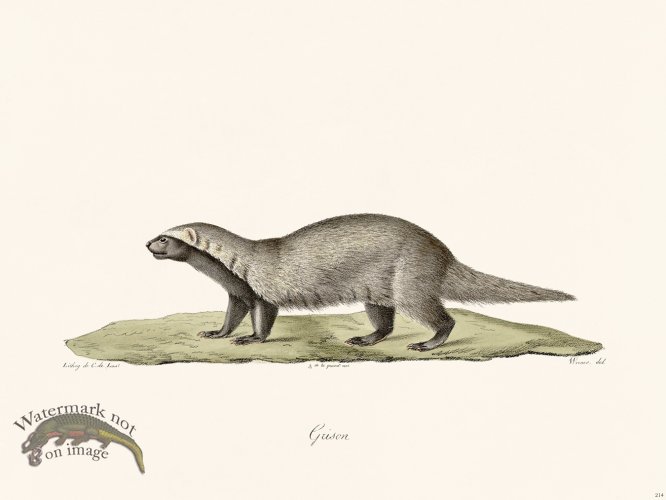 (image for) Cuvier 214 S Am Wolverine