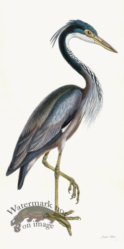 (image for) Rudbeck 037 Purple Heron 20x40