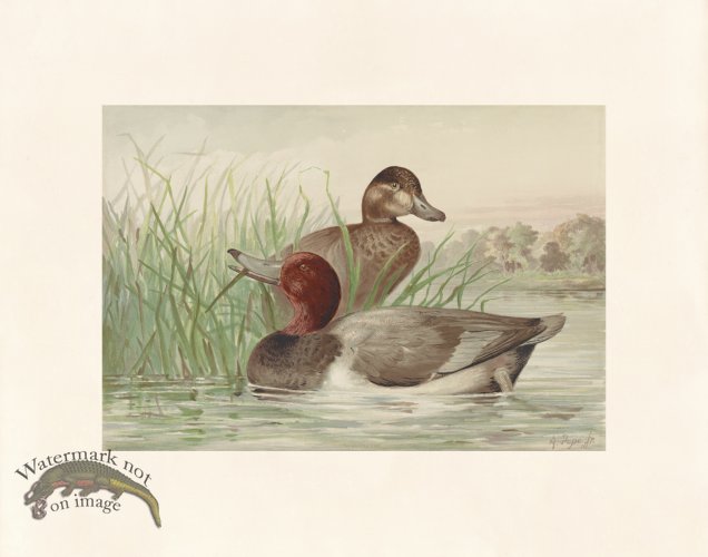 (image for) Pope 10 Red Head Duck