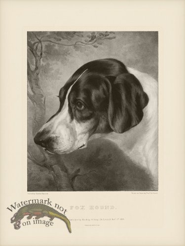 (image for) SA Dogs 02 Fox Hound