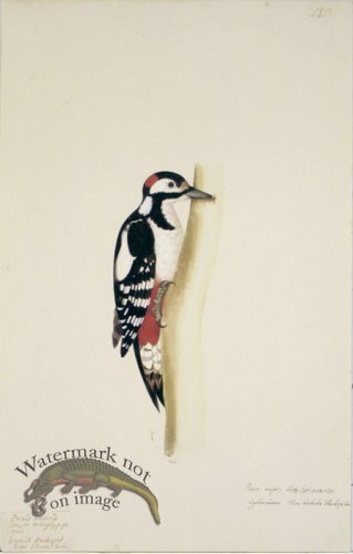(image for) 120 Swedish Birds . Picus Major.Male, Spotted Woodpecker