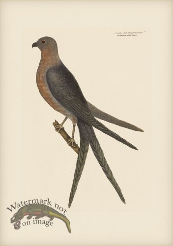 (image for) 004 Swallow tailed Hawk