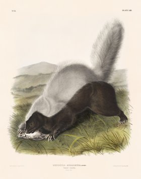 (image for) 053 Texan Skunk