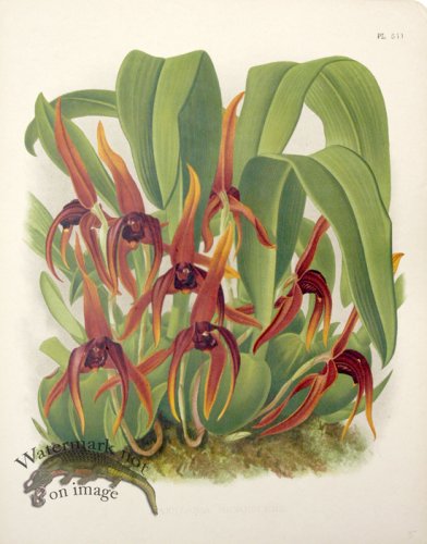 (image for) Linden Orchids 11
