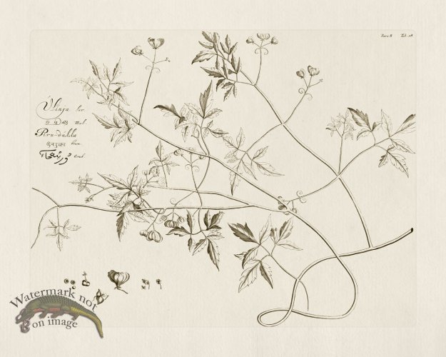 (image for) HORTUS VOl 08 28