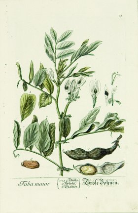 Blackwell German 204