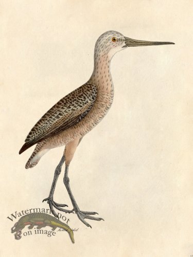 (image for) Tribute Bd 13