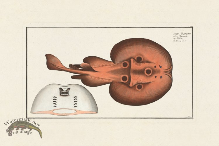 (image for) BLOCH FISH 122