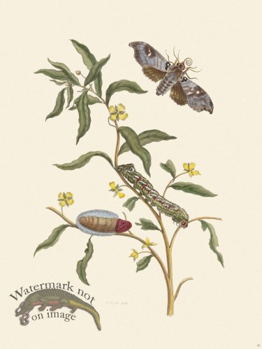 (image for) Merian Metamorphosis 39