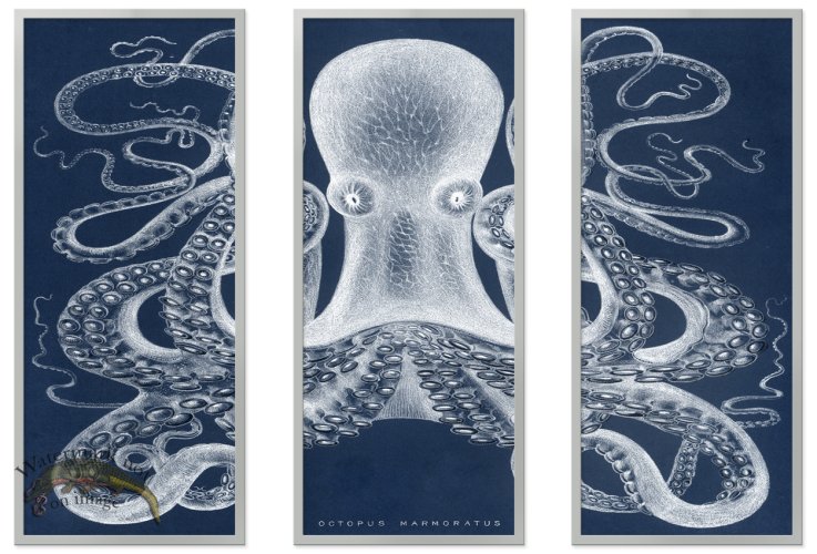 (image for) Octopus Study 01Blue SF