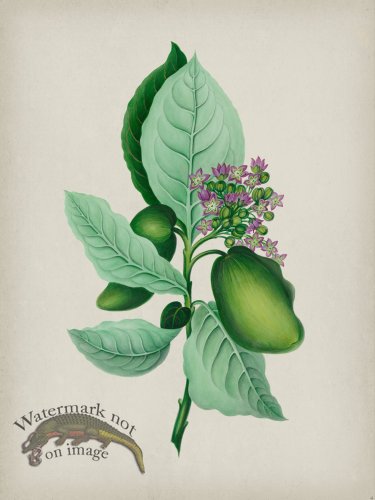 (image for) Andean Botanicals 004