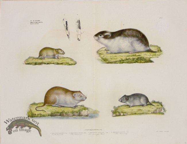Goldfuss Water Rat, Water Vole, Mouse and Lemming