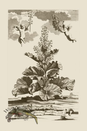 (image for) Abraham Munting 197