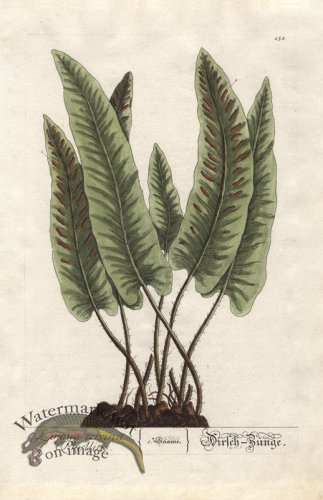 (image for) Blackwell GE 138