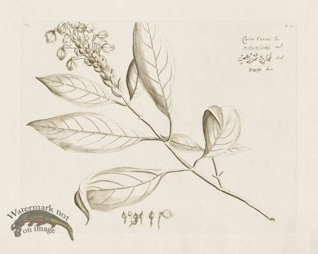 (image for) HORTUS VOL 02 20