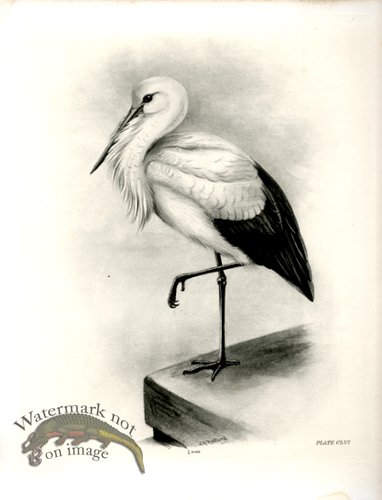 (image for) Bird 09 WHITE STORK