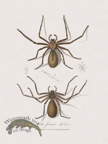 (image for) 55 New Holland Caffowary