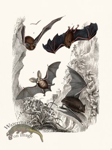 Bats of the World 13