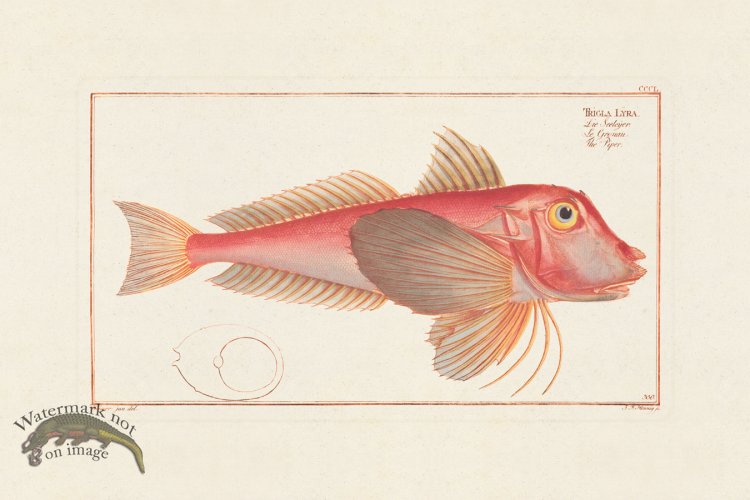 (image for) BLOCH FISH 350