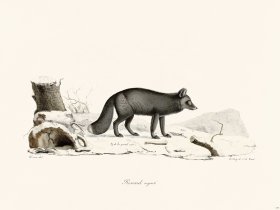 Cuvier 177 Silver Fox