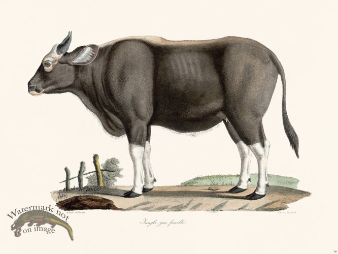 (image for) Cuvier 060 Indian Gaur Bison Female