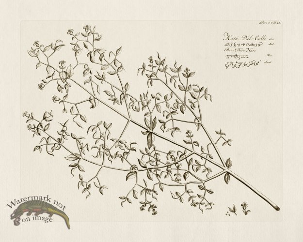 (image for) HORTUS VOl 06 23