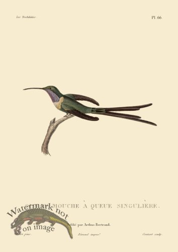 (image for) Humming Bird 66