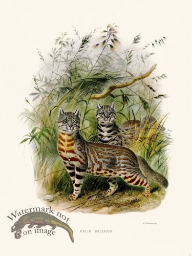 Elliot Cat 11 Pampas Cat