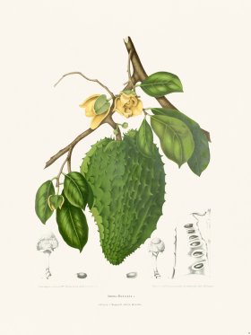 Horticulture of Java 38