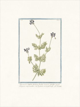 Bonelli 273 Spike Lavender