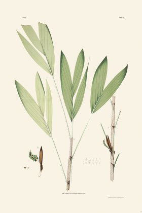 Rodrigues Palm Front 046