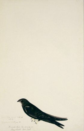 83 Swedish Birds . Hirundo Apus, Common Swift