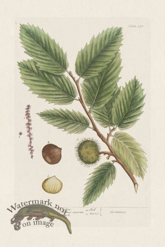 (image for) BEE 330 Chestnut