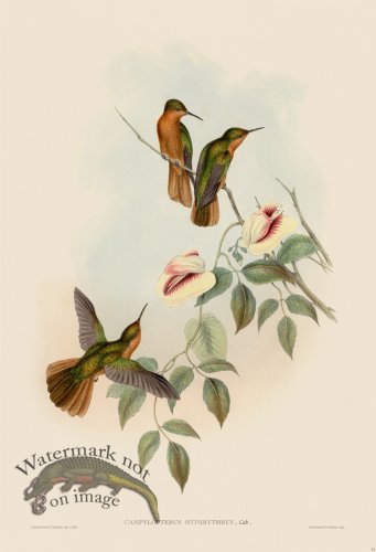 (image for) Gould Hummingbird 051