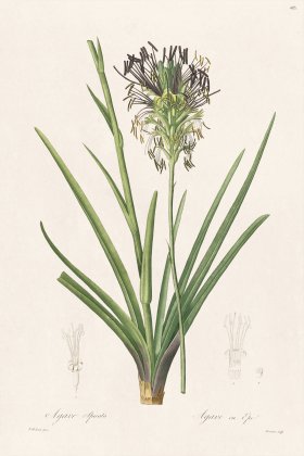 Les Liliacees Redoute 485