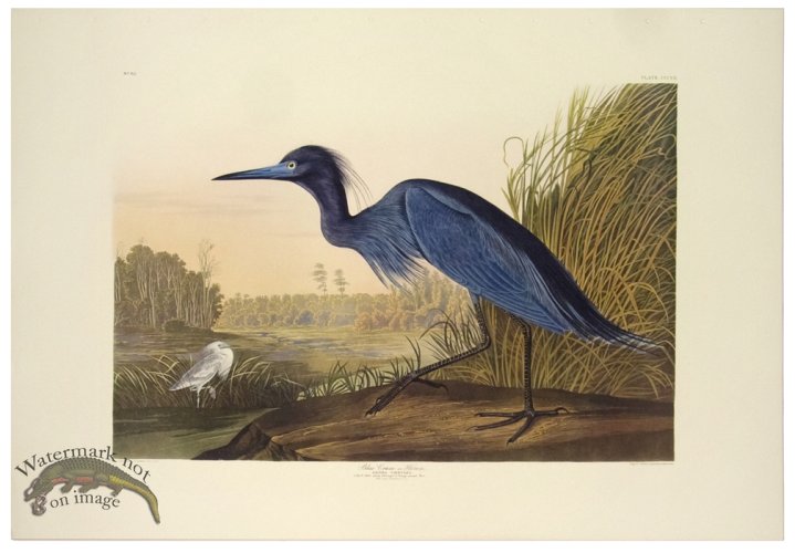 Blue Crane or Heron L.E.