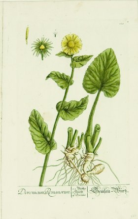 Blackwell German 008