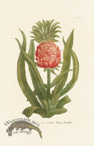 (image for) Weinmann PL 113