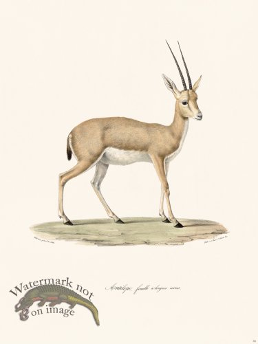 Cuvier 035 Female Antelope