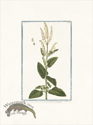 (image for) Bonelli 292 Wood Sage