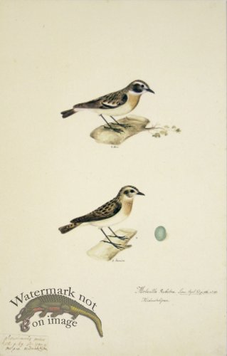 (image for) 69 Swedish Birds . Motacilla Rubetra, Whinchat.M.F.Egg