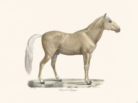 (image for) Cuvier 075 Spanish Horse