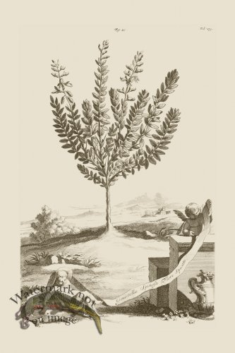 (image for) Abraham Munting 045