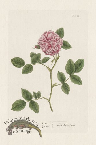 (image for) BEE 082 The Damasks