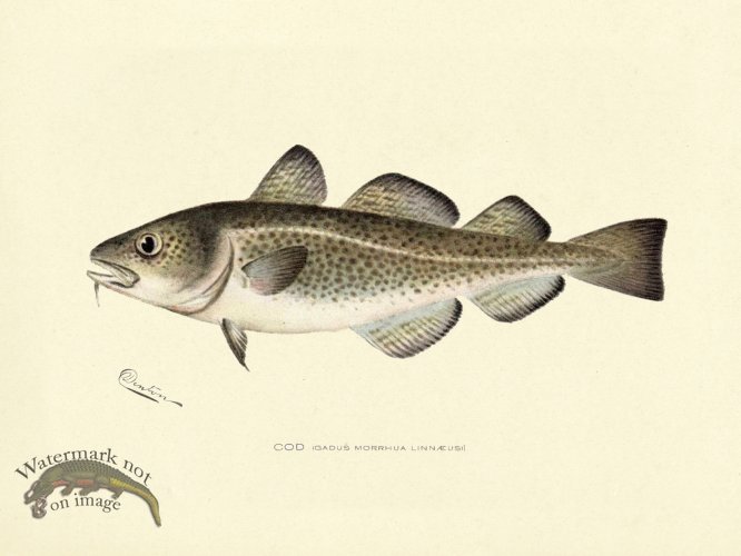 (image for) Cod