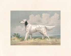 Pope Dog 15 Llewellin Setter